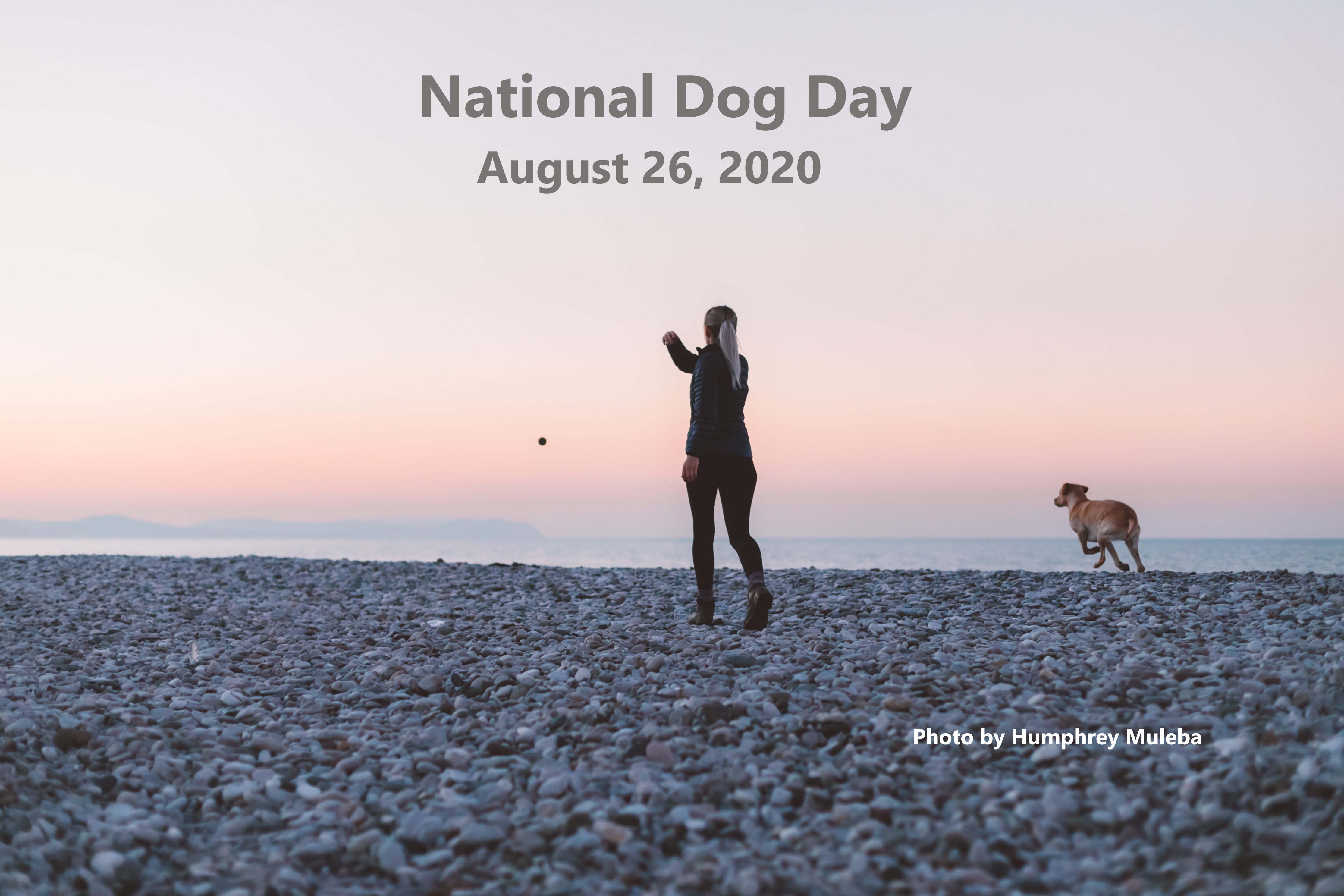 7 WAYS TO CELEBRATE NATIONAL DOG DAY