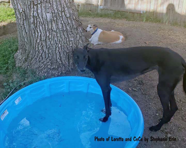 GREYHOUNDS AND SUMMER HEAT