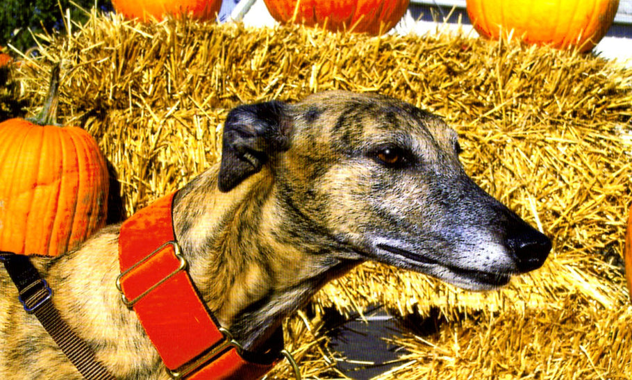 TAKE YOUR GREYHOUND TO THE PUMPKIN PATCH