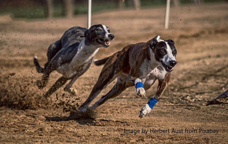 20 FASCINATING FACTS ABOUT GREYHOUNDS