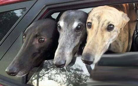 TIME FOR ROAD TRIP WITH YOUR GREYHOUND?