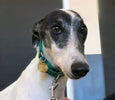 HOW TO DEAL WITH GREYHOUND ANXIETY PROBLEMS