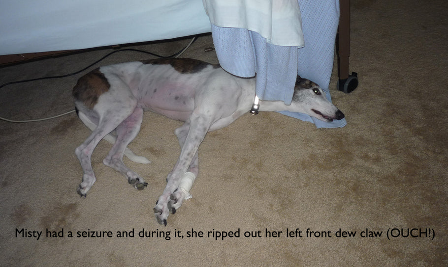 FACTS ABOUT DOG SEIZURES