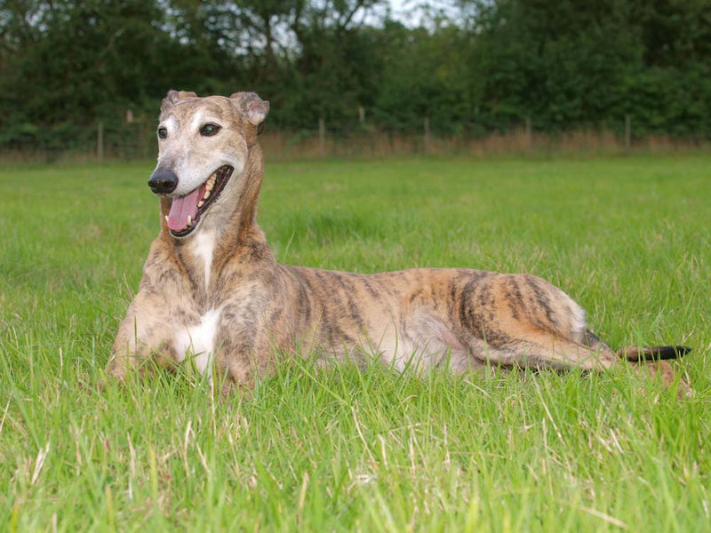 WHY DOES MY GREYHOUND ROLL IN THE GRASS?