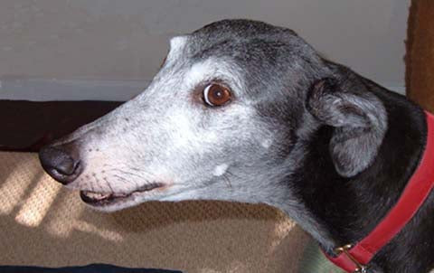 HELP YOUR SENIOR HOUND