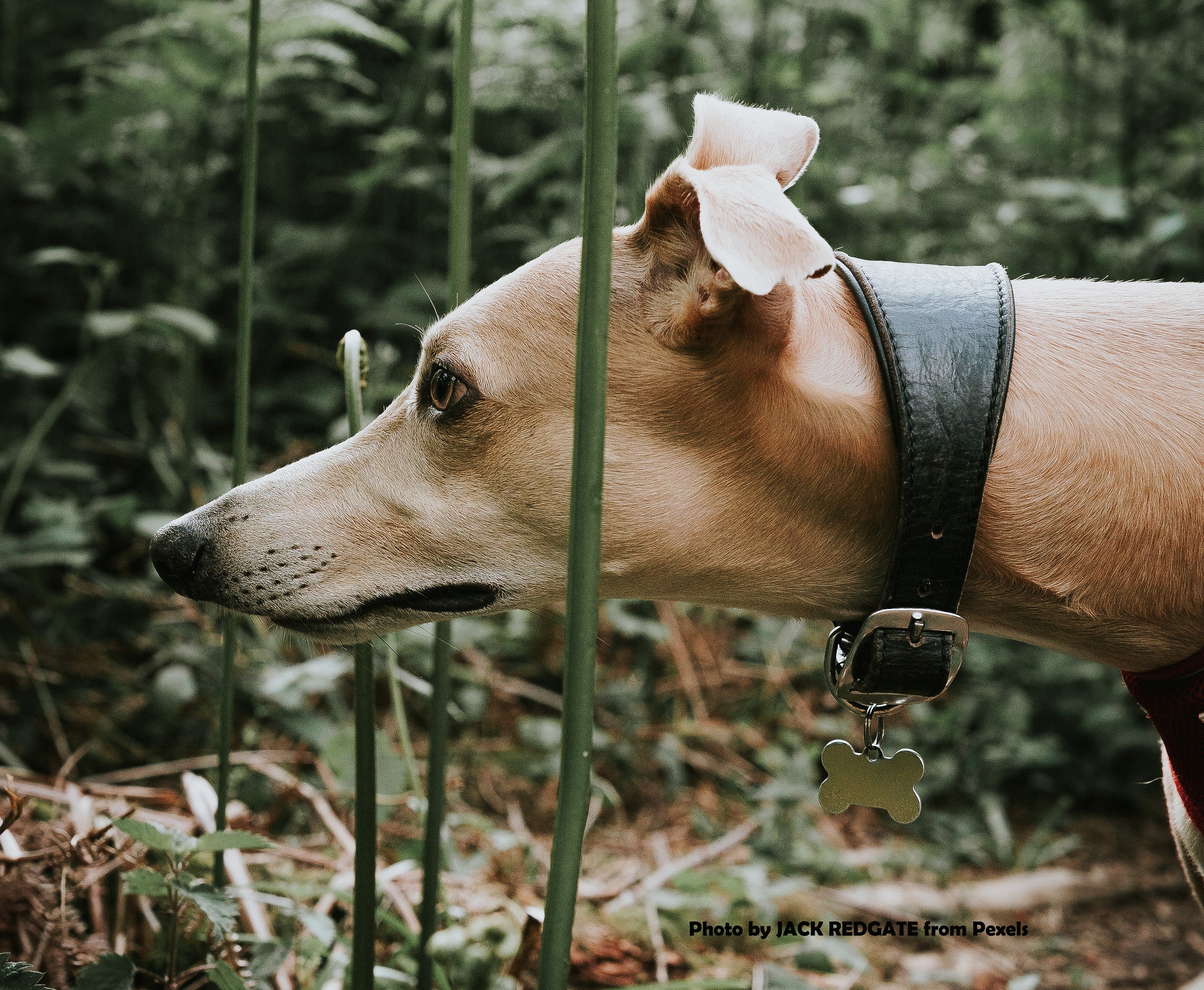 11 THINGS YOUR GREYHOUND IS TRYING TO TELL YOU
