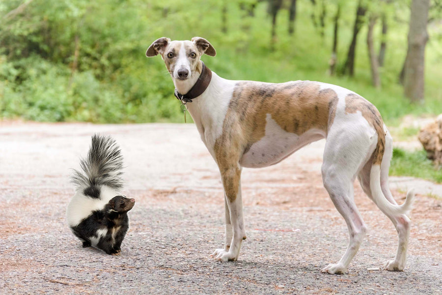 HELP! MY GREYHOUND GOT SKUNKED!
