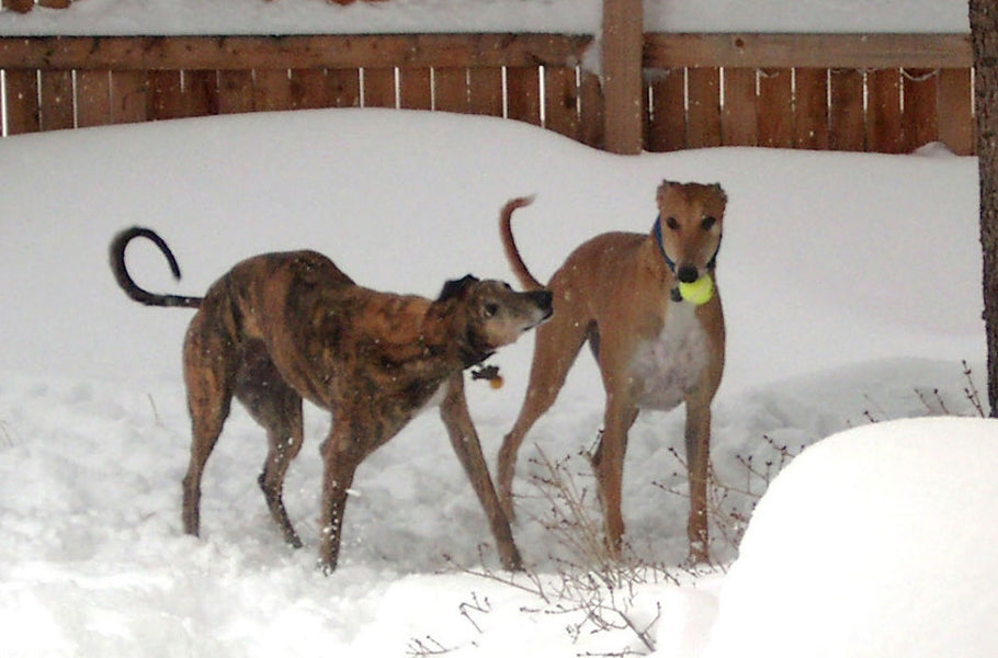 KEEP YOUR GREYHOUND SAFE THIS WINTER