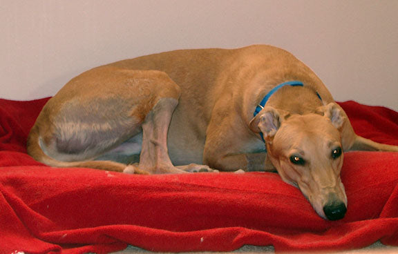 NOVEMBER IS PET CANCER AWARENESS MONTH: WHAT YOU NEED TO KNOW