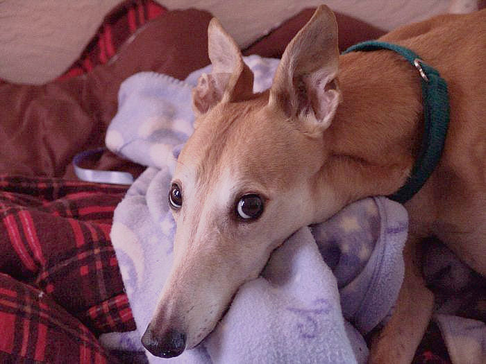 7 WAYS TO MANAGE YOUR GREYHOUND’S PAIN