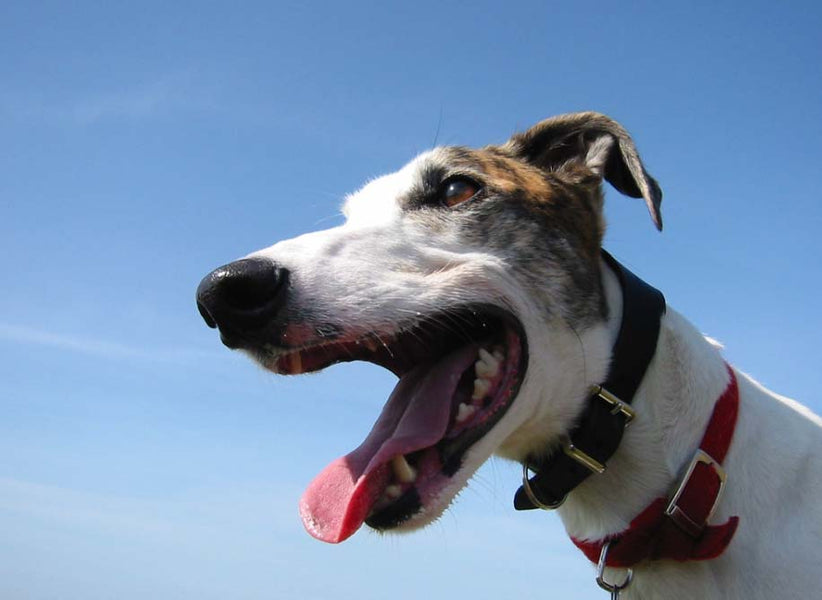GREYHOUND TEETH