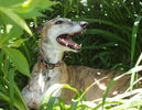 GREYHOUND TEETH CLEANING