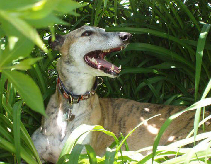 GREYHOUND TEETH CLEANING