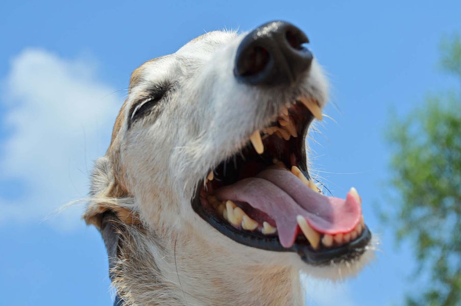 GREYHOUND TEETH: ALTERNATIVES TO BRUSHING