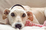 10 DIY DOG TOYS