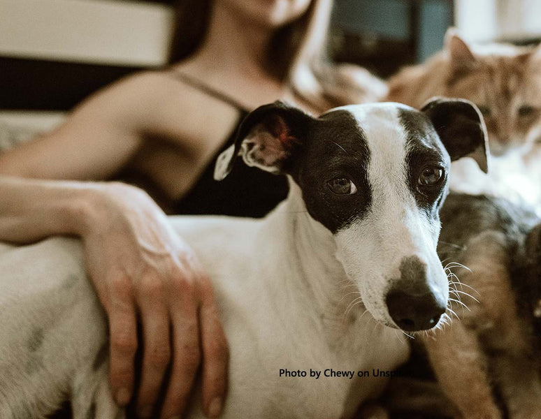 10 THINGS YOUR GREYHOUND WANTS YOU TO KNOW