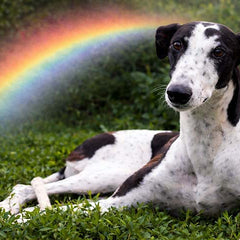 Collection image for: Rainbow Bridge