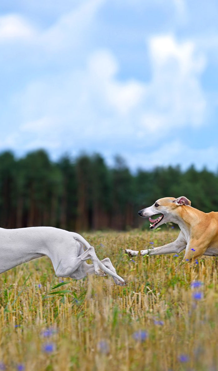 <h2>Discover unique jewelry, greeting cards, and gifts for Greyhound lovers at Greyhound Greetings</h2>