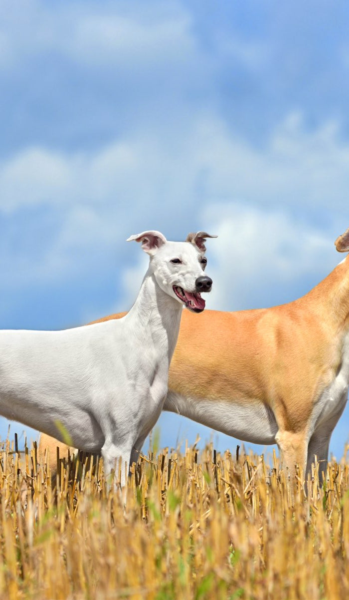 <h2>Discover unique jewelry, greeting cards, and gifts for Greyhound lovers at Greyhound Greetings</h2>