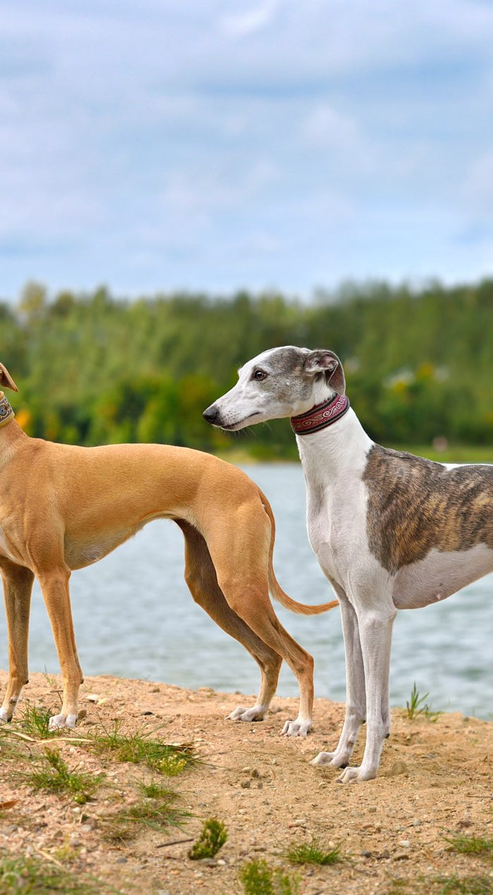 <h2>Discover unique jewelry, greeting cards, and gifts for Greyhound lovers at Greyhound Greetings</h2>
