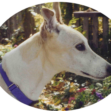 Greyhound Note Card Set