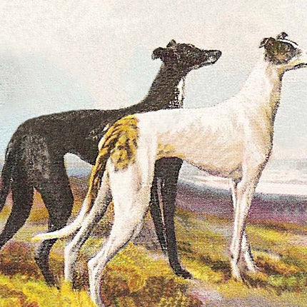 Greyhound Luggage Tags