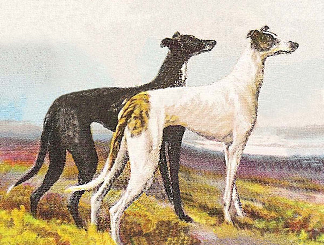 Greyhound Luggage Tags