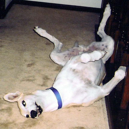 Many Moods II Greyhound Dog Note Cards Whippet Galgo