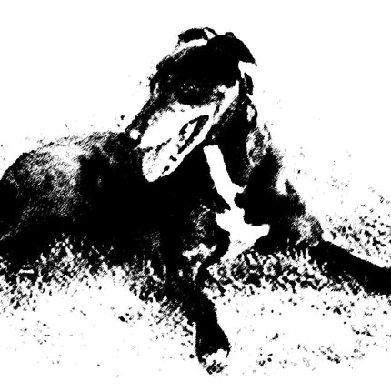 Greyhound Note Card Set