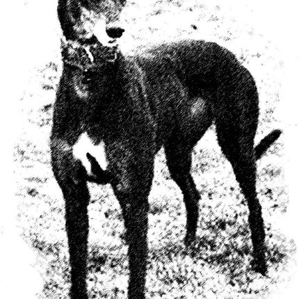 Greyhound Note Card Set