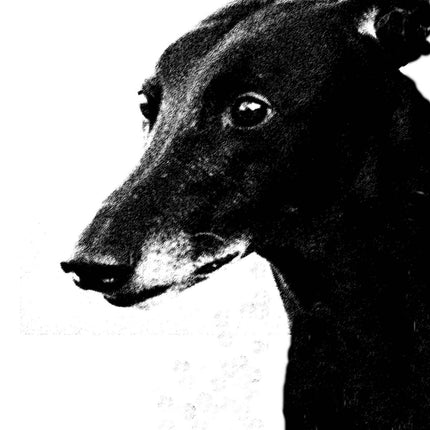 Greyhound Note Card Set