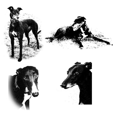 Greyhound Note Card Set