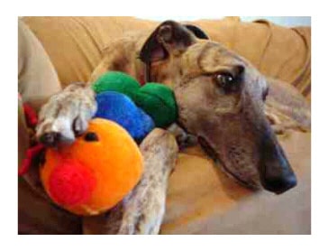 Greyhound Note Card Set