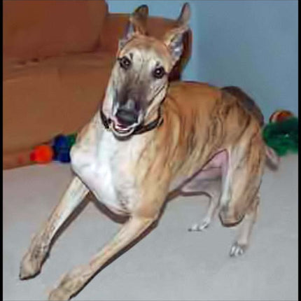 Many Moods II Greyhound Dog Note Cards Whippet Galgo