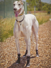 Load image into Gallery viewer, Power Paws Greyhound Socks
