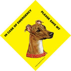 Greyhound