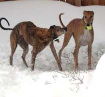 Greyhound Note Card Set