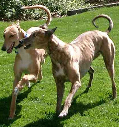 Greyhound Note Card Set