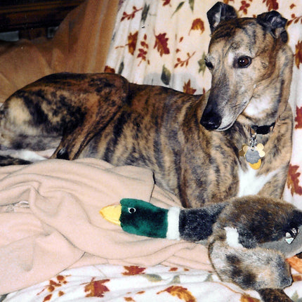 Greyhound Note Card Set
