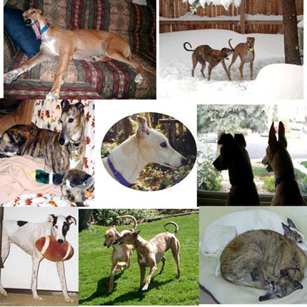 Greyhound Note Card Set