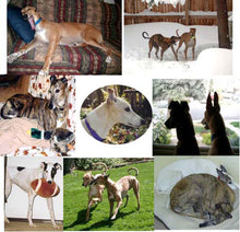 Load image into Gallery viewer, Greyhound Note Card Set
