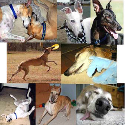 Many Moods II Greyhound Dog Note Cards Whippet Galgo