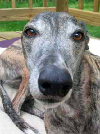 Greyhound Note Card Set