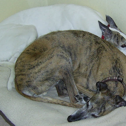Greyhound Note Card Set
