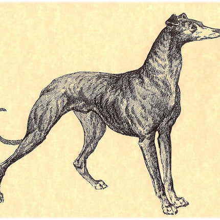 Vintage Greyhound Note Card Set