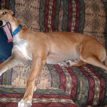 Greyhound Note Card Set