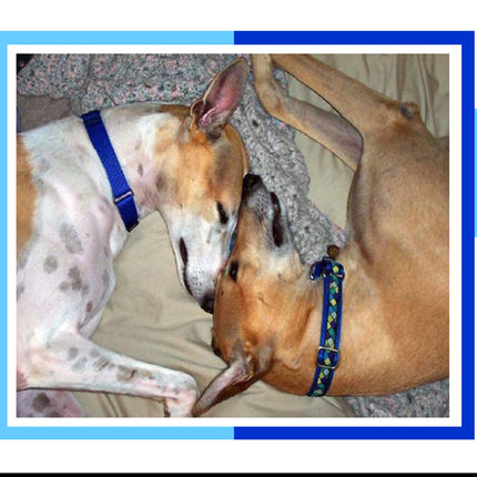 Many Moods II Greyhound Dog Note Cards Whippet Galgo
