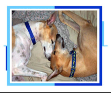 Load image into Gallery viewer, Many Moods II Greyhound Dog Note Cards Whippet Galgo
