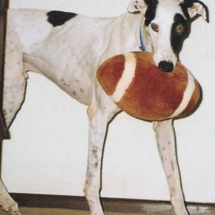 Greyhound Note Card Set