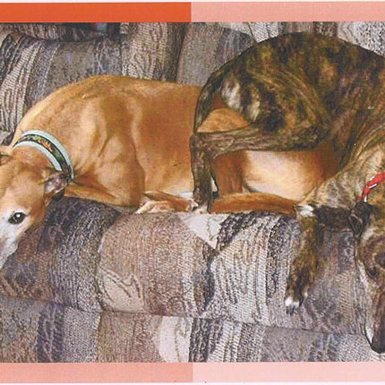 Greyhound Note Card Set